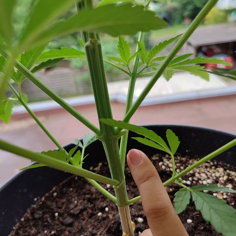 Alien Technology growlog timeline photo