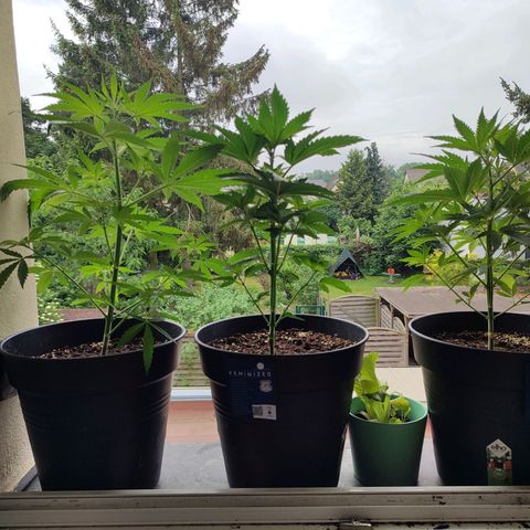 Alien Technology growlog timeline photo