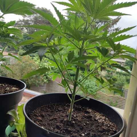 Alien Technology growlog timeline photo