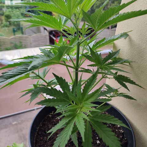 Alien Technology growlog timeline photo