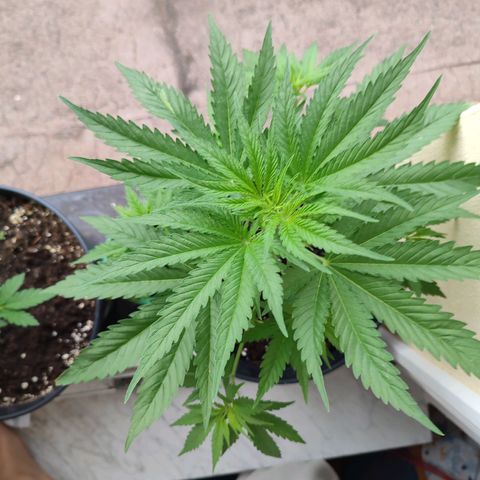Alien Technology growlog timeline photo