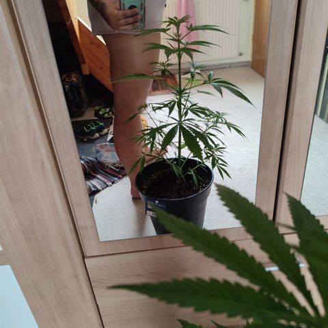 Cinderella 99 2016 growlog timeline photo
