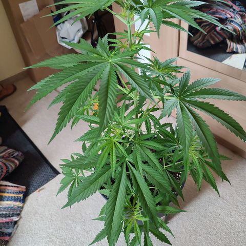Cinderella 99 2016 growlog timeline photo