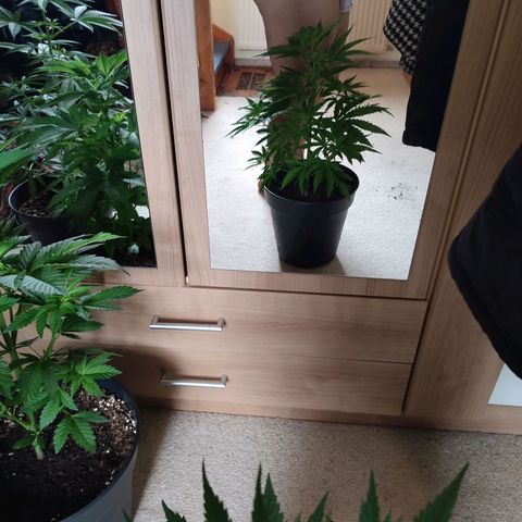 Alien Technology growlog timeline photo
