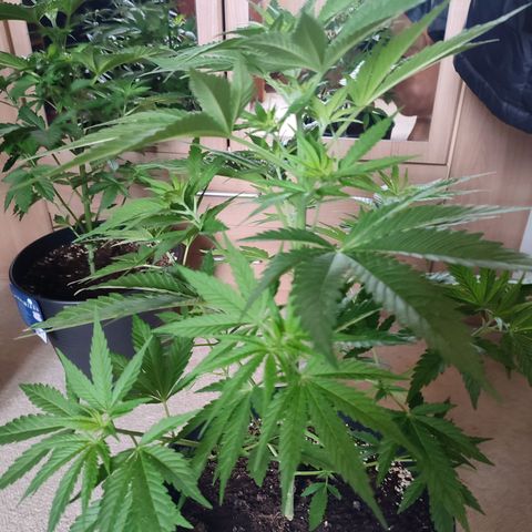 Alien Technology growlog timeline photo