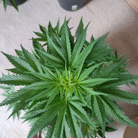 Alien Technology growlog timeline photo
