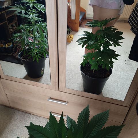 Gelato Kush growlog timeline photo