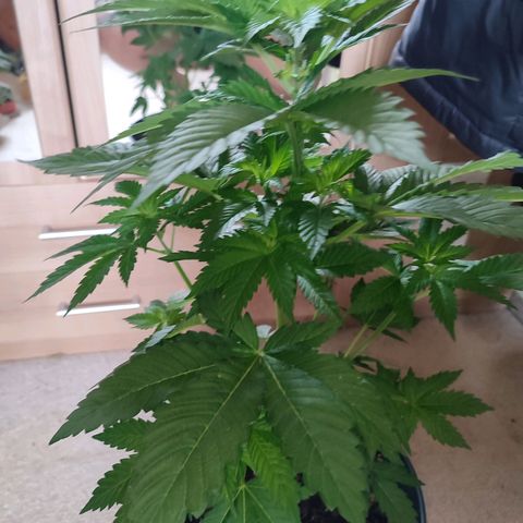 Gelato Kush growlog timeline photo