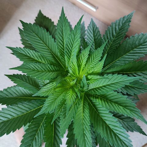 Gelato Kush growlog timeline photo