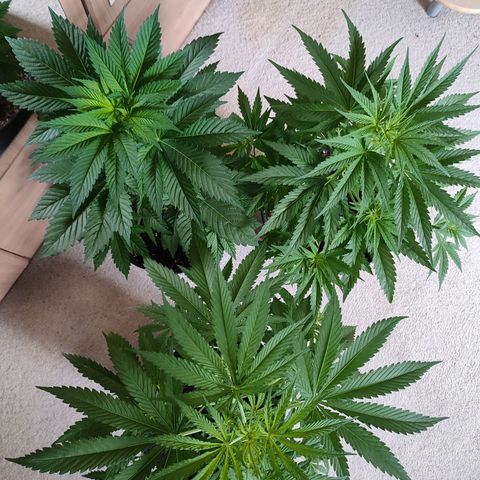 Gelato Kush growlog timeline photo
