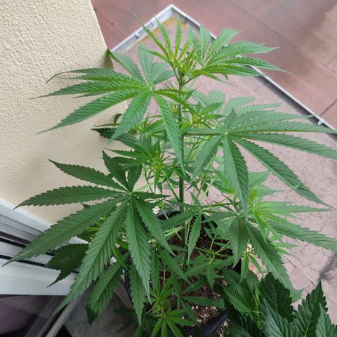 Cinderella 99 2016 growlog timeline photo
