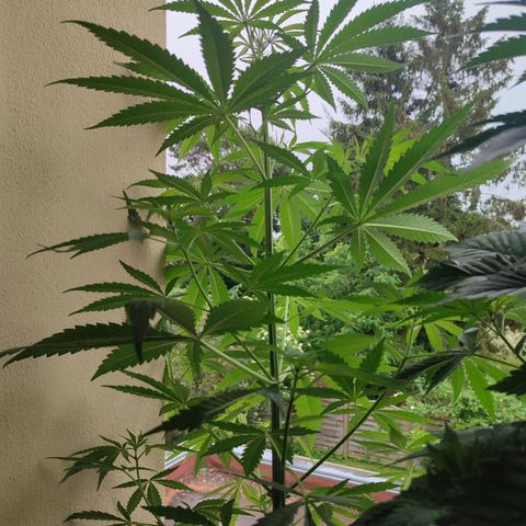 Cinderella 99 2016 growlog timeline photo
