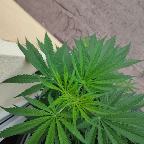 Cinderella 99 2016 growlog timeline photo