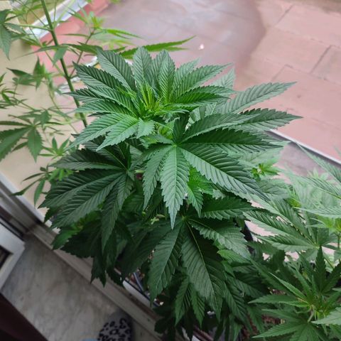 Gelato Kush growlog timeline photo