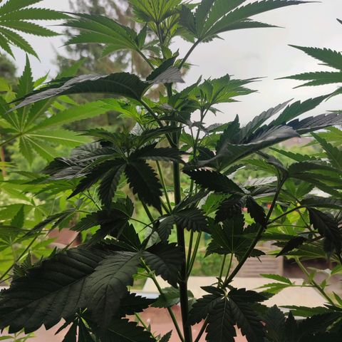 Gelato Kush growlog timeline photo