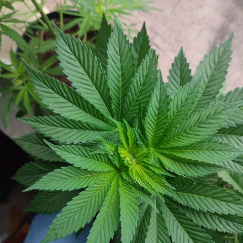 Gelato Kush growlog timeline photo