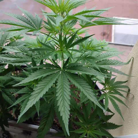 Alien Technology growlog timeline photo