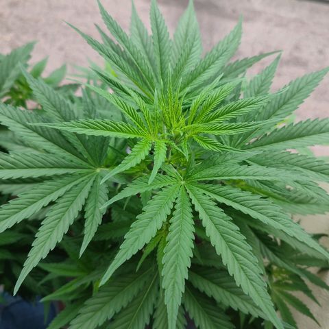 Alien Technology growlog timeline photo