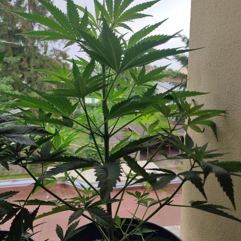 Alien Technology growlog timeline photo