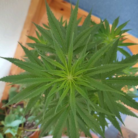 Alien Technology growlog timeline photo