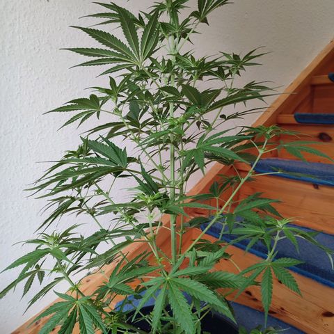 Alien Technology growlog timeline photo