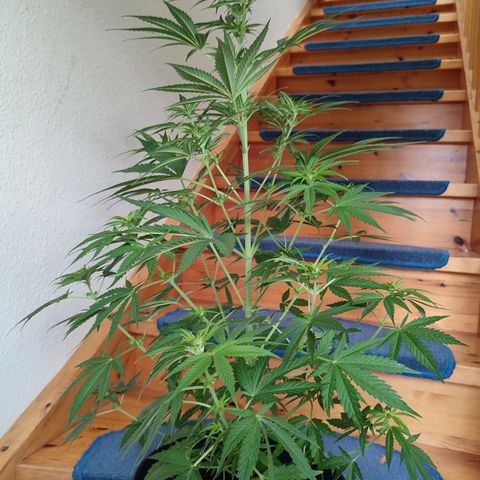 Alien Technology growlog timeline photo