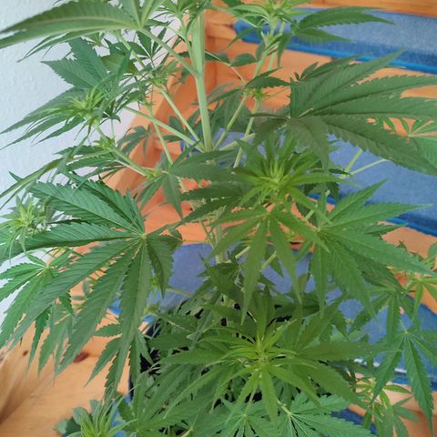 Alien Technology growlog timeline photo