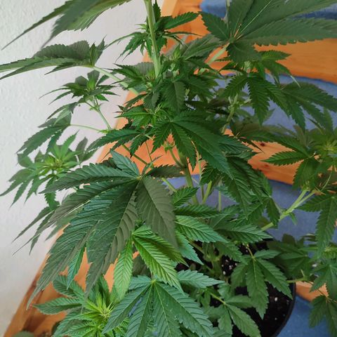 Gelato Kush growlog timeline photo
