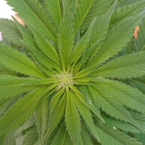 Gelato Kush growlog timeline photo