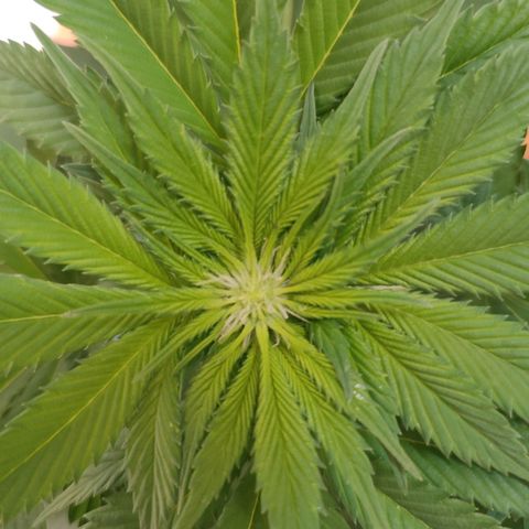 Gelato Kush growlog timeline photo