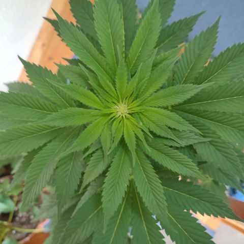 Gelato Kush growlog timeline photo