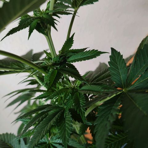 Gelato Kush growlog timeline photo