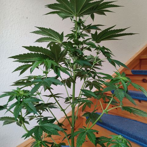 Gelato Kush growlog timeline photo