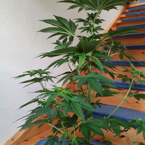 Gelato Kush growlog timeline photo