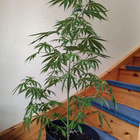 Cinderella 99 2016 growlog timeline photo