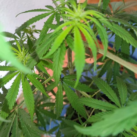 Cinderella 99 2016 growlog timeline photo