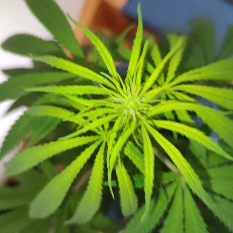 Cinderella 99 2016 growlog timeline photo