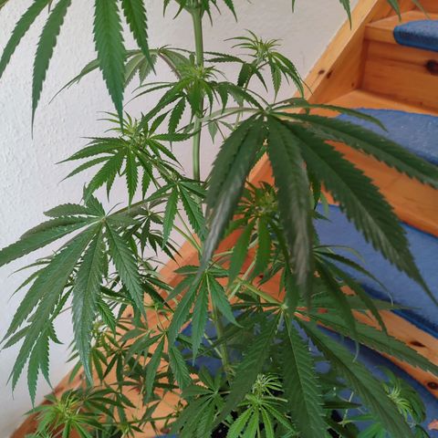 Cinderella 99 2016 growlog timeline photo