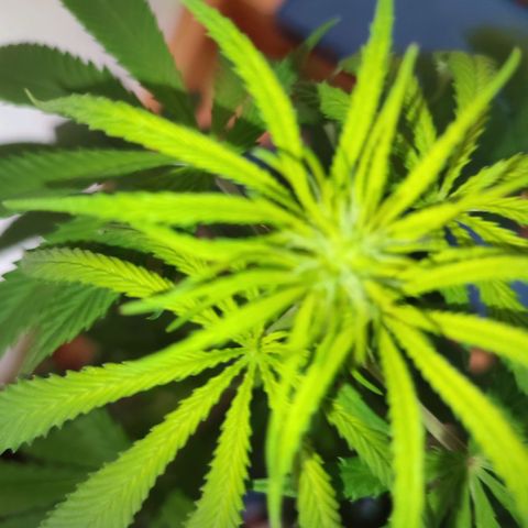 Cinderella 99 2016 growlog timeline photo