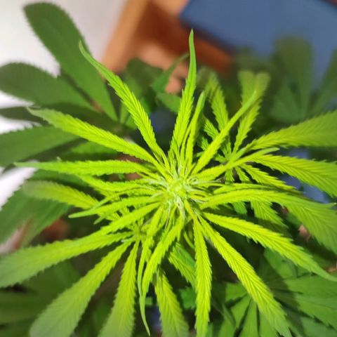 Cinderella 99 2016 growlog timeline photo