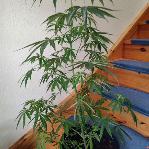 Cinderella 99 2016 growlog timeline photo