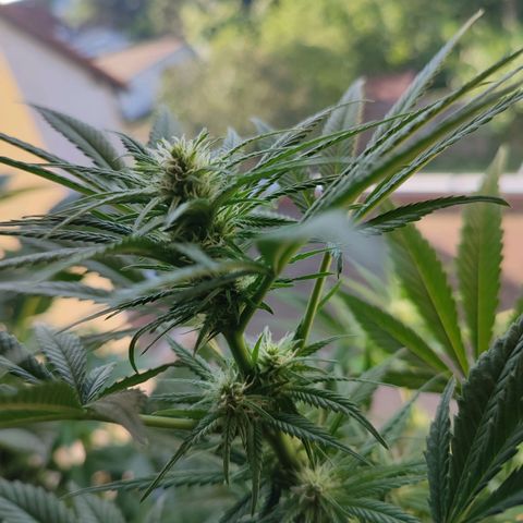 Gelato Kush growlog timeline photo