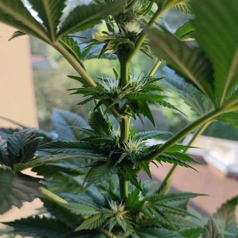 Gelato Kush growlog timeline photo