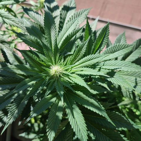 Gelato Kush growlog timeline photo