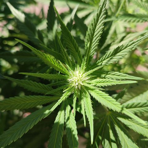 Alien Technology growlog timeline photo
