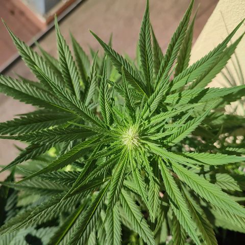 Alien Technology growlog timeline photo