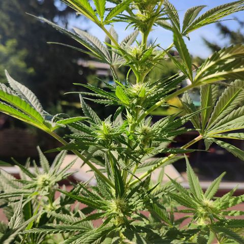 Alien Technology growlog timeline photo