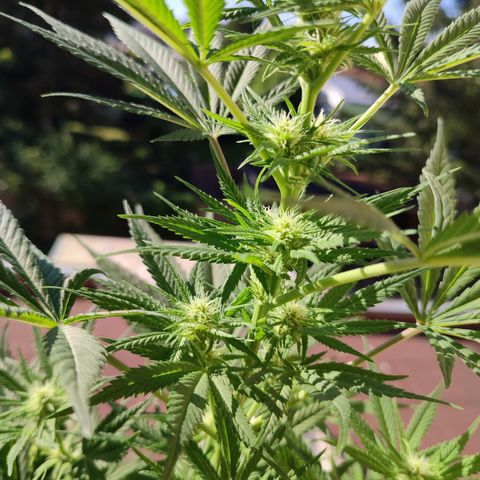 Alien Technology growlog timeline photo