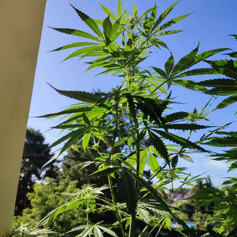 Cinderella 99 2016 growlog timeline photo