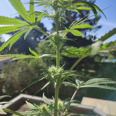 Cinderella 99 2016 growlog timeline photo